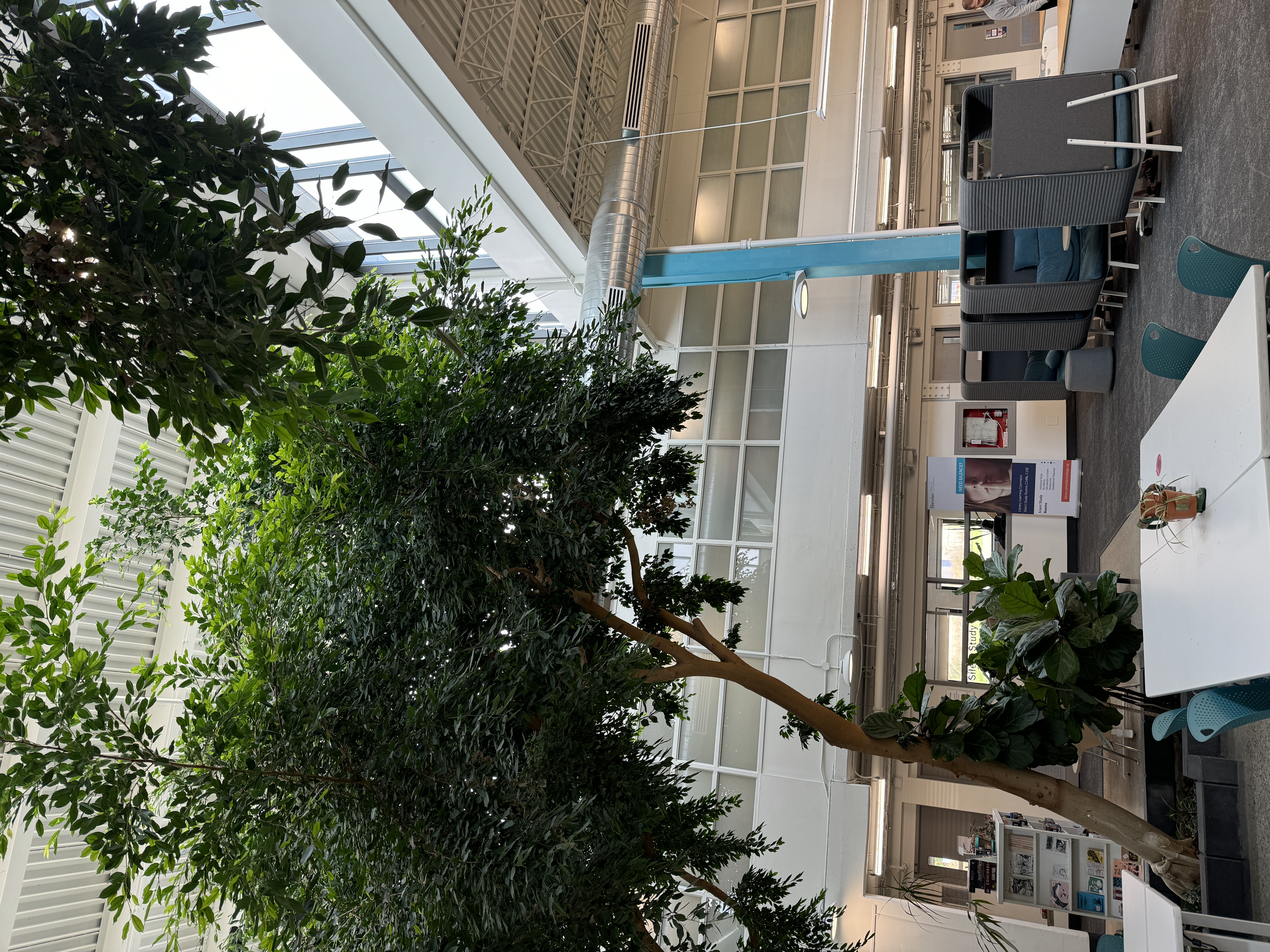 image of trees in the library at Sheridan college